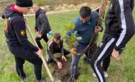 Сегодня молодые воеводы клуба Максимус посадили 100 деревьев