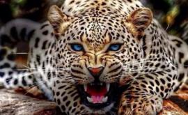 Кавказского леопарда засняли в горах Армении ВИДЕО