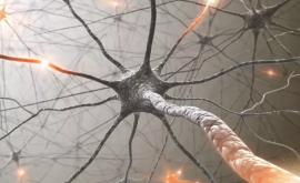 Ученые открыли как растет нейронная система мозга