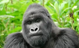 В американском зоопарке гориллы заразились COVID19
