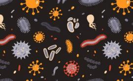 Unde se află cei mai mulţi microbi