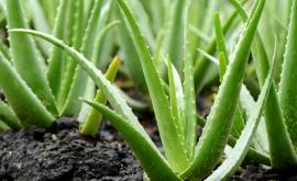  Польза для здоровья от сока Aloe Vera