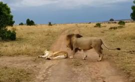 Лев неудачно подшутил над спящей львицей и был наказан