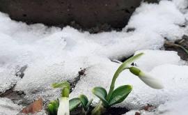Primăvara e aproape În capitală au răsărit primii ghiocei