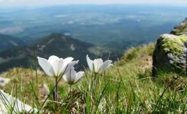 Словакия вводит карантин для всех кто въезжает в страну