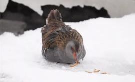 Специалисты Обитатели дикой природы в морозы страдают от нехватки пищи