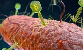Ученые нашли более 70 тысяч ранее неизвестных вирусов в кишечнике человека