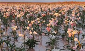 Imagini incredibile cu milioane de crini care au apărut în deșertul Namib