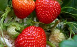 Vînzătorii au scos pe tarabe primele căpșune moldovenești din acest sezon