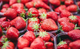 În Moldova sezonul căpșunilor se apropie de sfîrșit prețurile sînt mai mici decît anul trecut