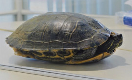 В японском аэропорту изза черепахи задержали несколько рейсов