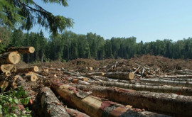 Мировые банки обвиняются в поддержке вырубки лесов