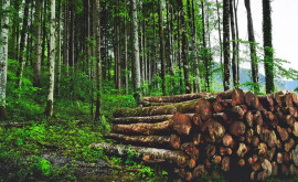 Молдова присоединилась к принятой в Глазго Декларации о защите лесов и землепользованию