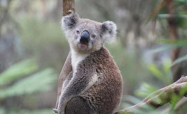 Koala mor din cauza unei infecții Emblematicul marsupial poate dispărea