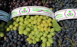 Молдова скоро полностью завершит экспорт столового винограда нового урожая