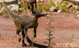 Urme de dinozaur descoperite în Polonia Cît de bine sau păstrat