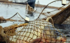 Пограничная полиция Молдовы задержала троих рыболововбраконьеров