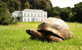 Самой старой черепахе в мире исполнилось 190 лет как выглядит рептилиядолгожитель