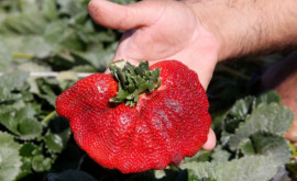 Cea mai mare căpșună din lume a fost crescută în Israel