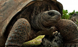 На Галапагосских островах появился новый вид гигантских черепах