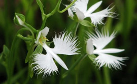 Habenaria radiata orhideea Egreta albă