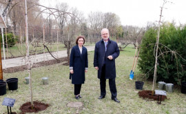 Майя Санду и президент Латвии посадили деревья