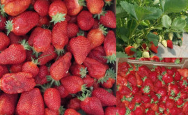 Primii căpșuni autohtoni au apărut în vânzare Cît costă un kilogram