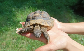Эпопея черепахи украденной из зоопарка объяснение молодого человека