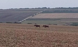 O pereche de elani suprinsă pe meleagurile noastre De unde ar fi venit animalele