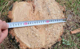 Tăieri ilegale de copaci la Glodeni