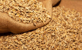 Prețul grîului a crescut după bombardamentele de ieri Exporturile de cereale sub semnul întrebării 