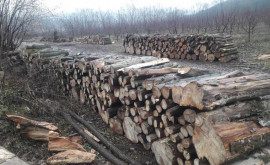 Tăieri ilicite în parcul Lunca Gîştii