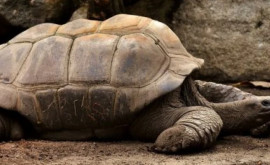 Самой старой черепахе в мире исполнилось 190 лет