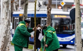 Посадка деревьев в Кишиневе продолжается