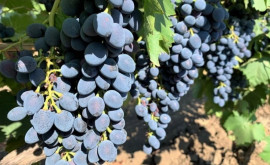 Сколько столового винограда экспортировала Молдова 