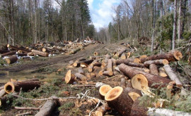 Министерство окружающей среды предоставило данные о незаконной вырубке лесов в Молдове