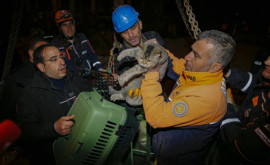 O clădire din Turcia nu va mai fi demolată după ce o dronă a arătat că acolo sînt pisici