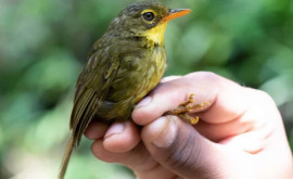 После 24летнего отсутствия на Мадагаскаре вновь появилась редкая птица