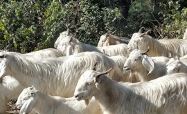Небольшой городок страдает от нашествия голодных диких коз