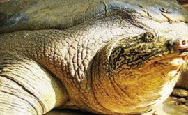 Во Вьетнаме умерла последняя самка гигантской мягкотелой черепахи