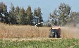 Биотопливо как заготавливают энергетическое растение Miscanthus