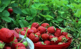 Cu cît sau ieftinit căpșunile în Moldova 