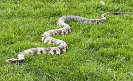 Житель Шотландии вывел на прогулку в парк десятки домашних змей