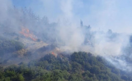 Турция продолжает бороться с лесными пожарами