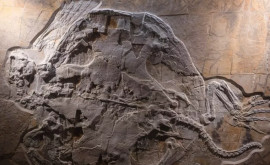 Найдена сохранившаяся окаменелость черепахи возрастом 150 миллионов лет