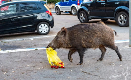 Turiștii de pe o plajă populară din Spania jefuiți de animale sălbatice