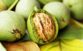 На рынке появились первые зеленые грецкие орехи