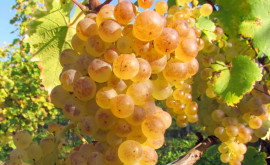 Какой объем винограда для переработки будет собран в этом году