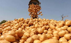 В Молдове начал дорожать картофель