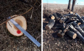 275 de arbori au fost tăiați ilegal la Cahul Ce riscă făptașii